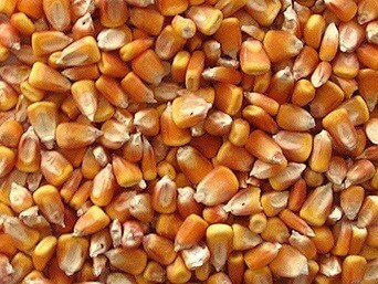 Царевица