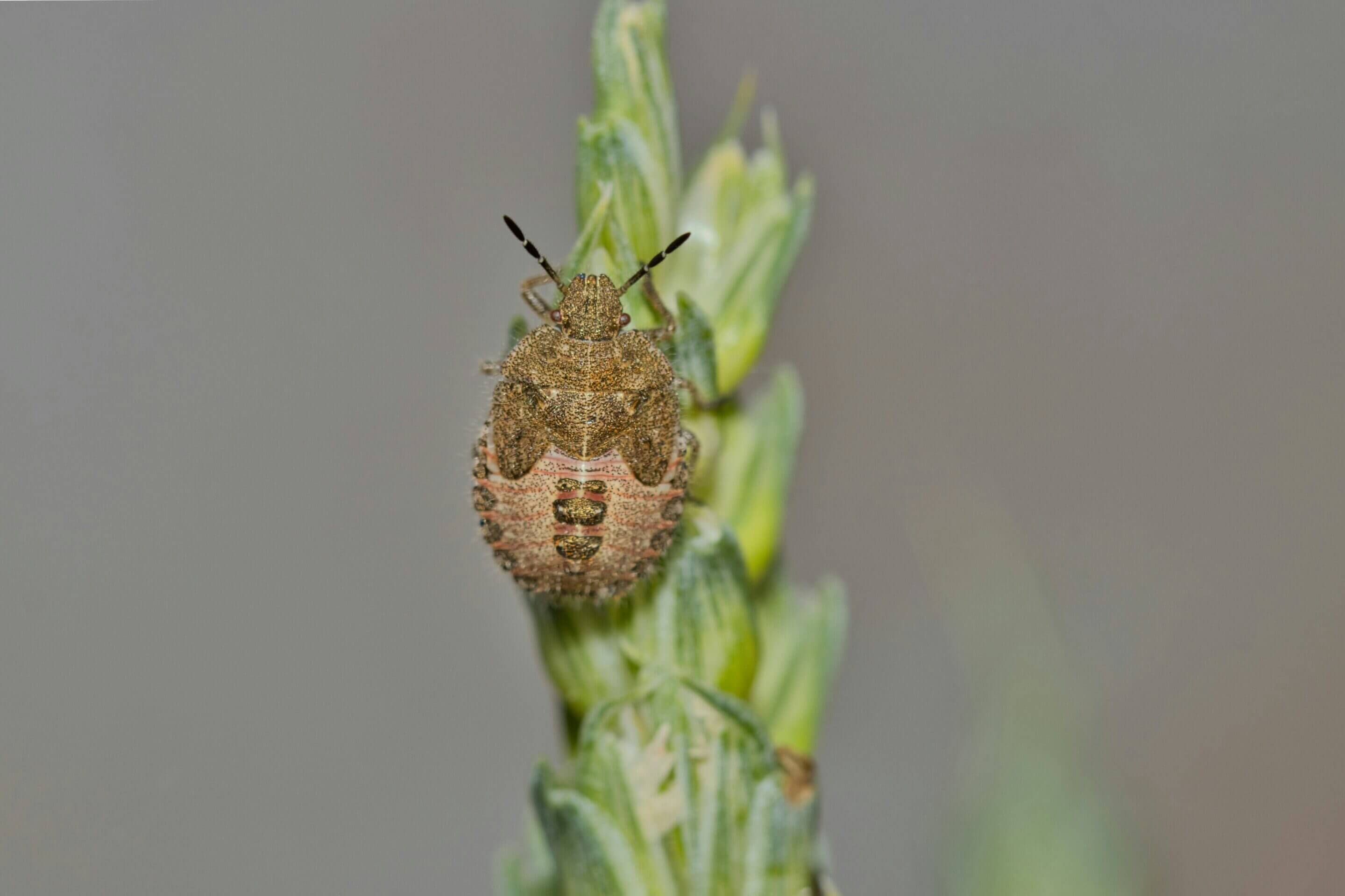 insects image